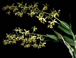 dendrobium_venustum_cd