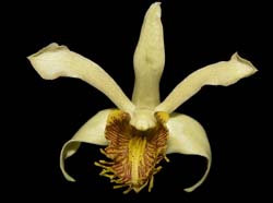 dendrobium_venustum_ws_cd