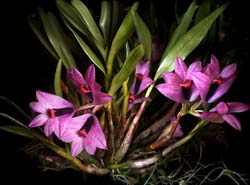 dendrobium_vexillarius3_cd