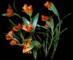 dendrobium_vexillarius_red_cd