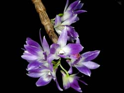 dendrobium_victoriae_reginae_IP_cd