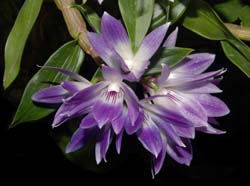 dendrobium_victoriae_reginae_ws_cd