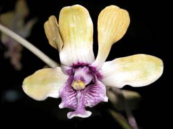 dendrobium_violaceoflavens_cd