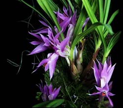 dendrobium_violaceum_2_cd