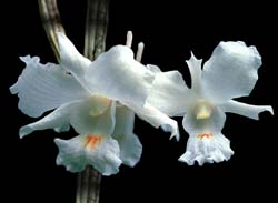 dendrobium_virgineum_cd