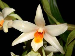 dendrobium_vogrlsangii_WS_cd