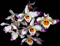 dendrobium_wardianum_cd