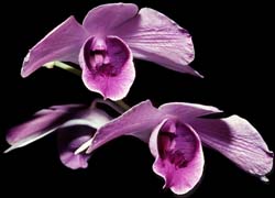 dendrobium_williamsianum _cd