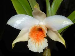 dendrobium_williamsonii3_ws_cd