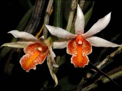 dendrobium_xanthophlebium_cd