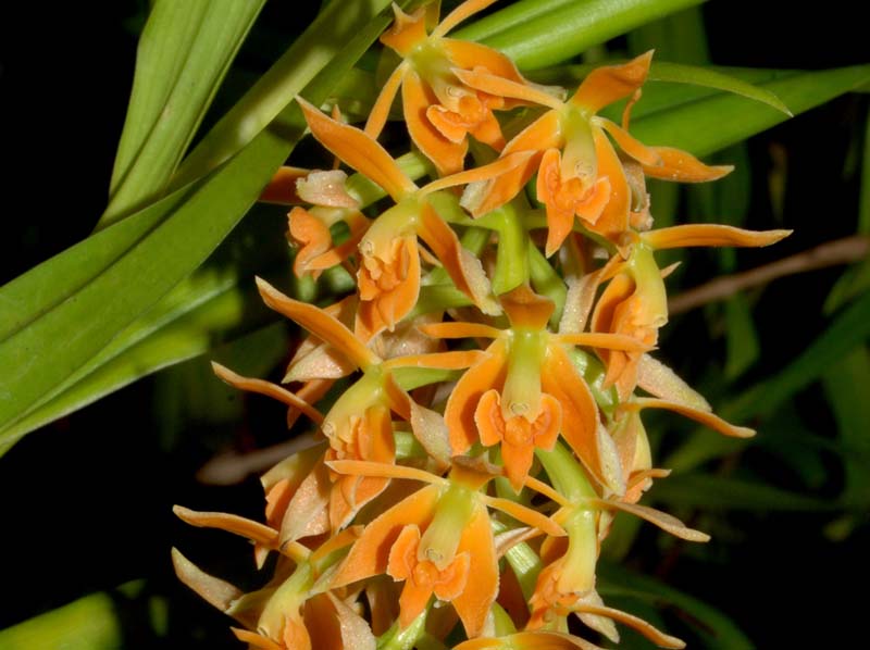 Epidendrum_ferrugineum_ws_cd