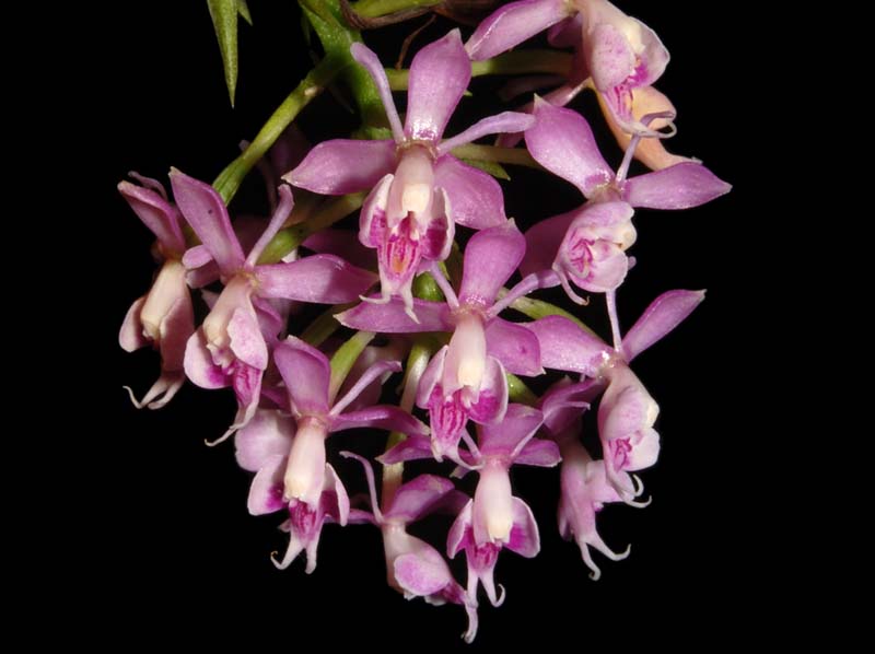 Epidendrum_hugomedinae_ws_cd