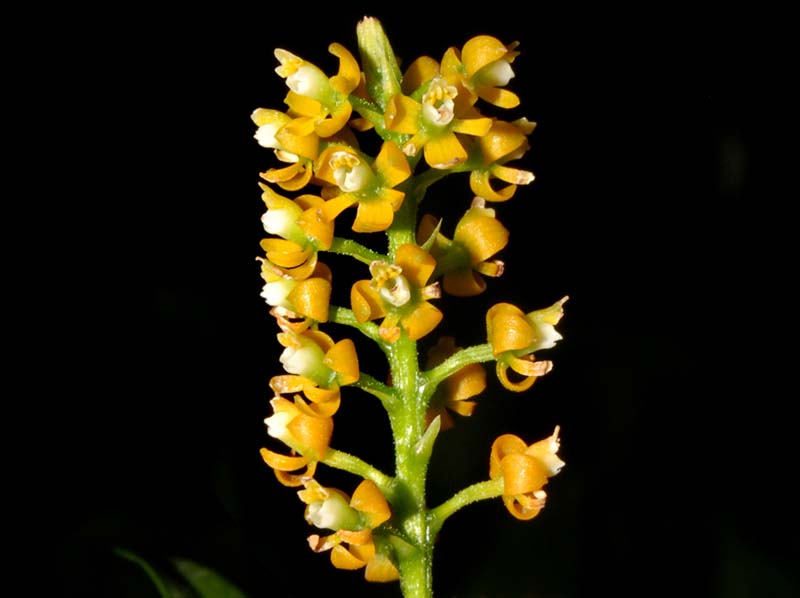 Epidendrum_mancum_ws_cd