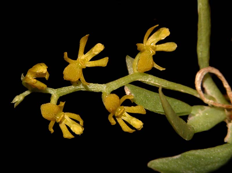 eloyella cundinamarcae_cd