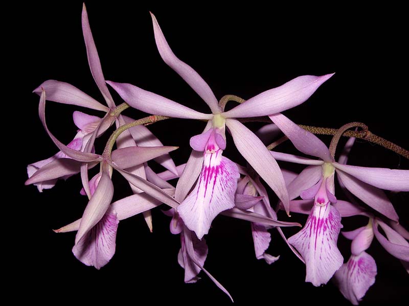 encyclia_adenocaula_cd