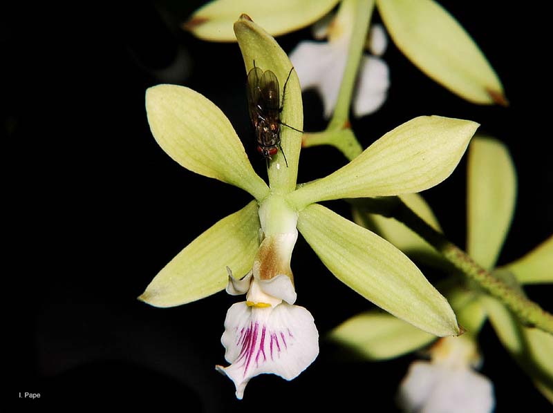 encyclia_ceratistes2_cd