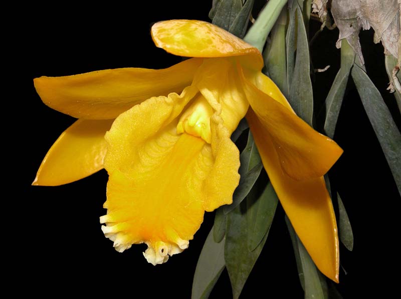 encyclia_citrina_ws_cd