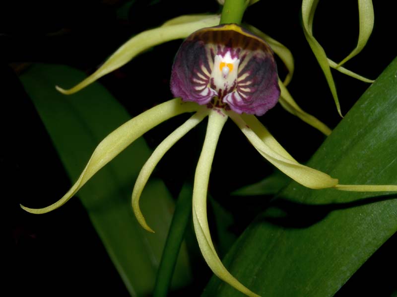 encyclia_cochleata_2_ws_cd