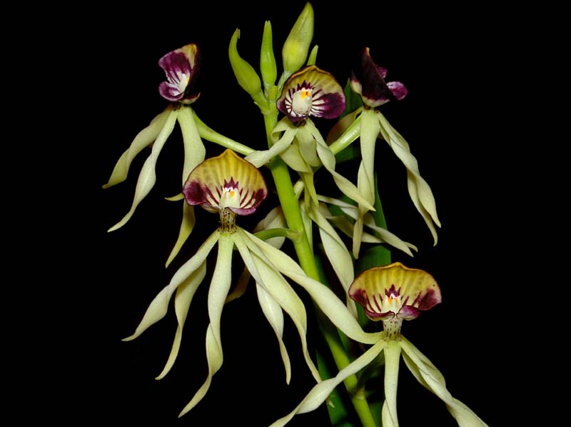 encyclia_cochleata_ws_cd