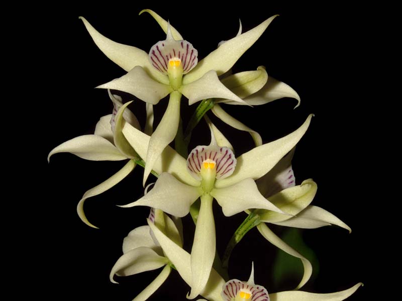 encyclia_fragrans_ws_cd