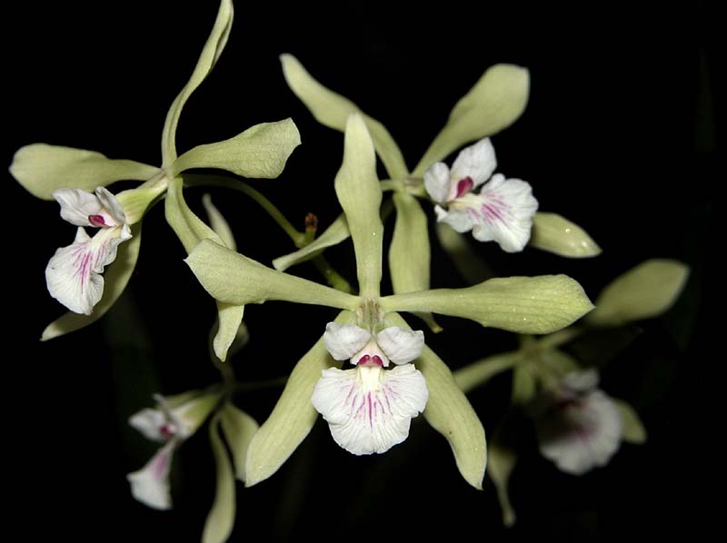 encyclia_profusa_ws_cd