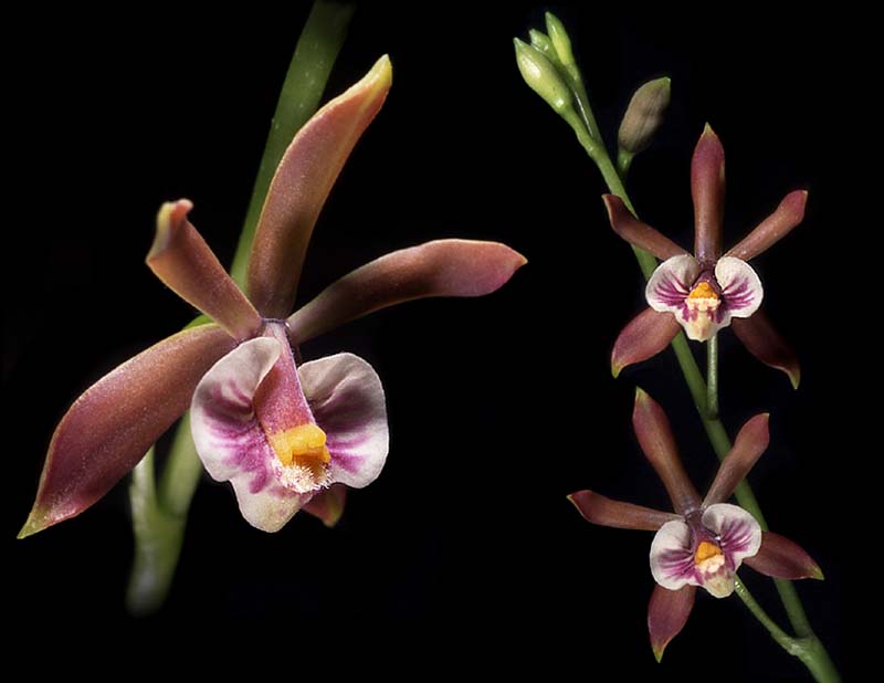 encyclia_pterocarpa_cd