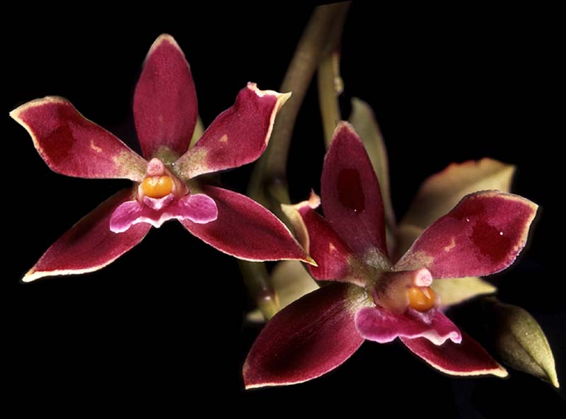 encyclia_pulcherrima_cd