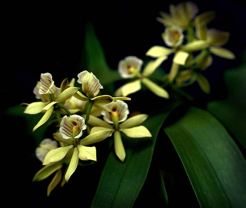 encyclia_radiata_cd