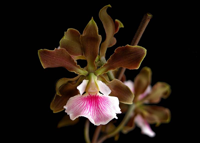 encyclia_randii_ec_cd