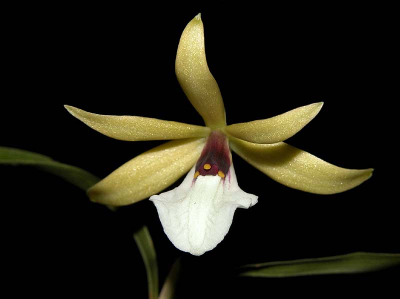 encyclia_tripunctata_cd