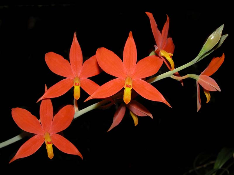 encyclia_vitellina_cd