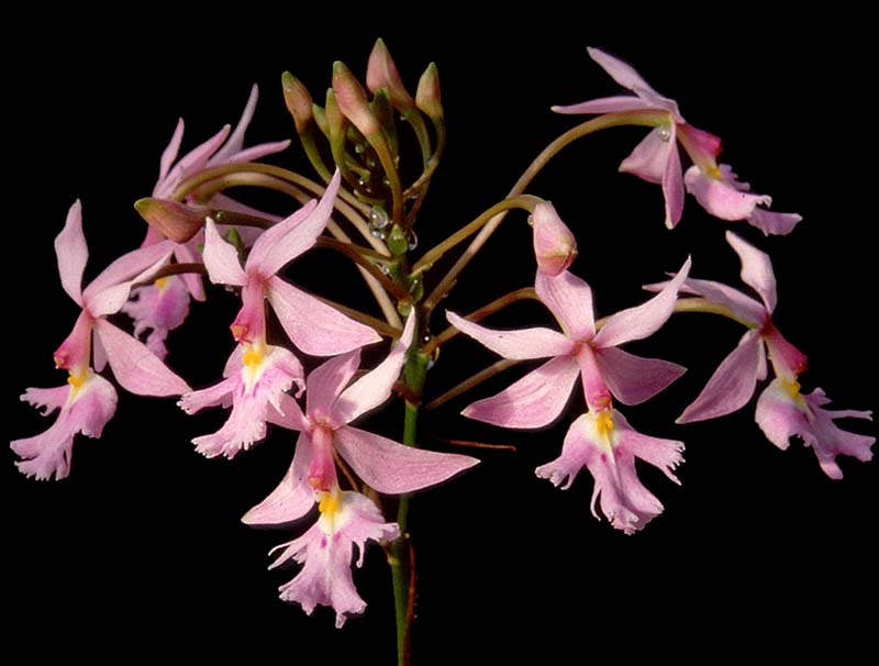 epidendrum _calanthum_cd