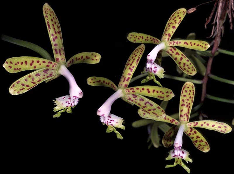 epidendrum _cristatum_cd