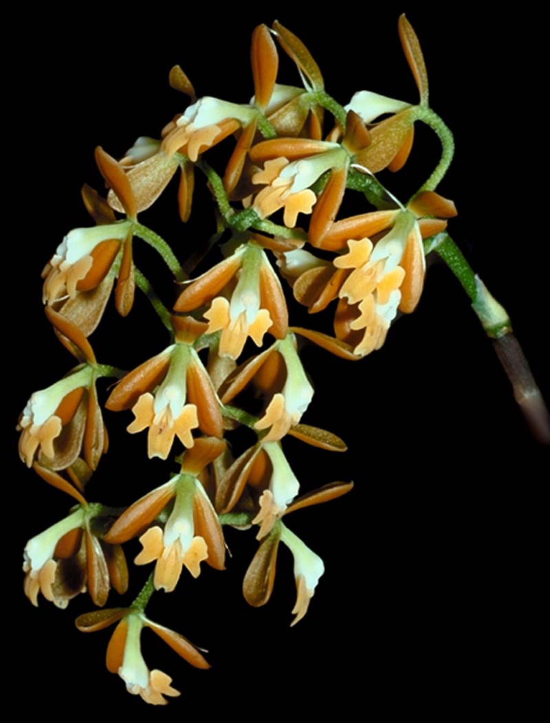 epidendrum _ferrugineum_cd