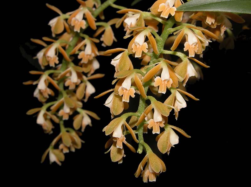 epidendrum _ferrugineum_ws_cd