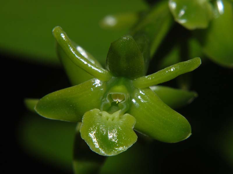 epidendrum _latilabre_ws_cd