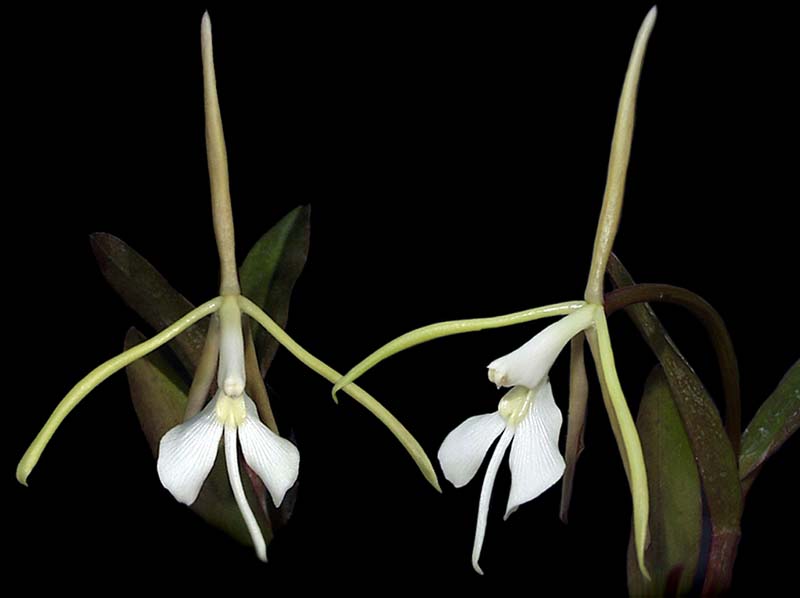 epidendrum _nocturnum_cd