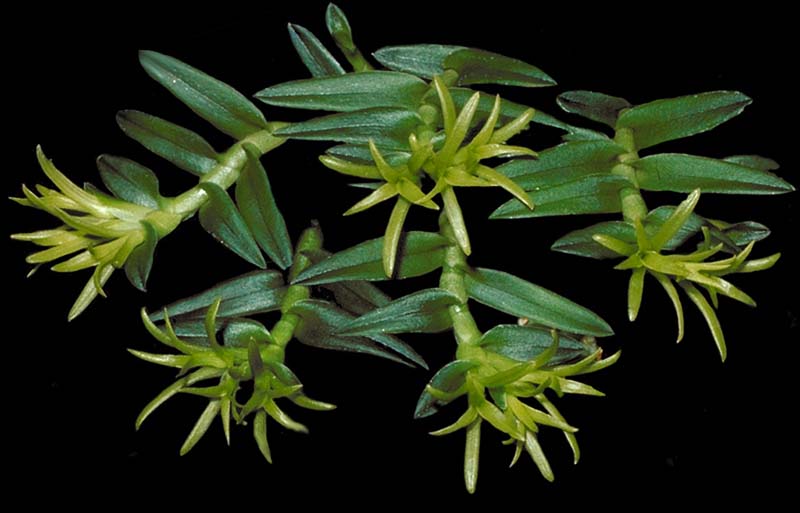 epidendrum _siphonosepalum_cd