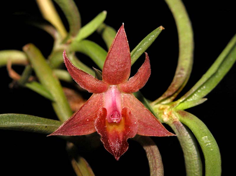 epidendrum _sophronitoides2_cd