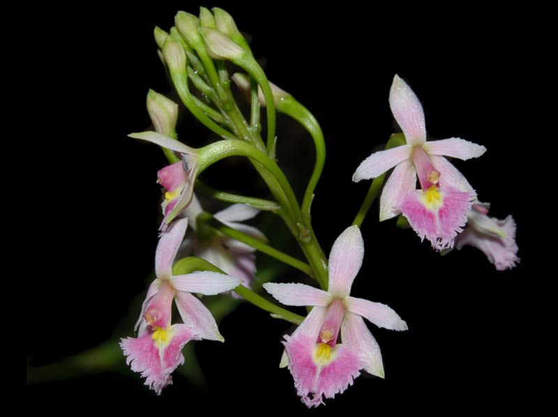 epidendrum_calanthum_ws_cd