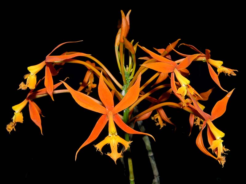 epidendrum_cinnabarinum_ws_cd