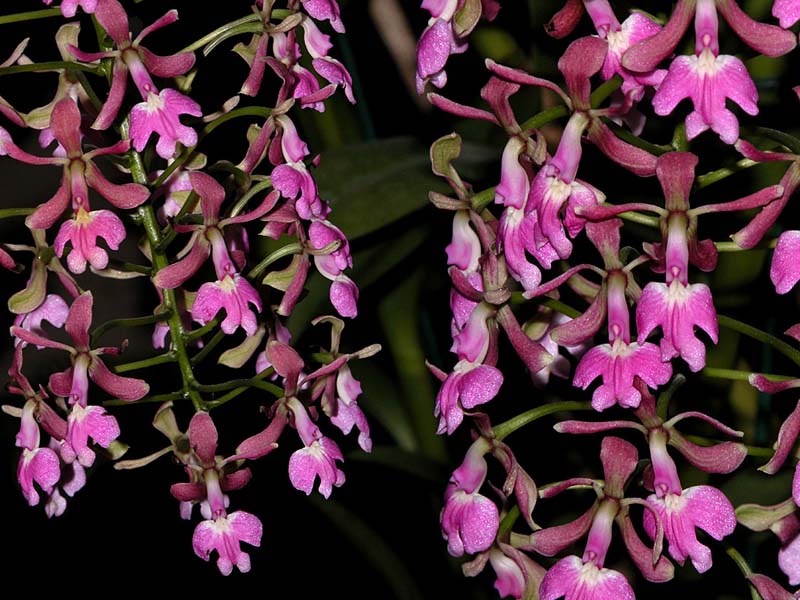 epidendrum_cooperianum2_cd