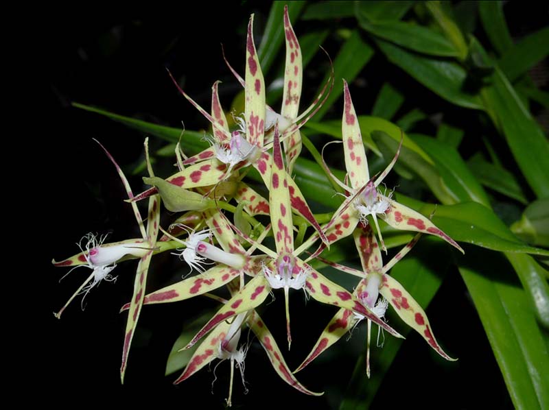 epidendrum_criniferum_ws_cd