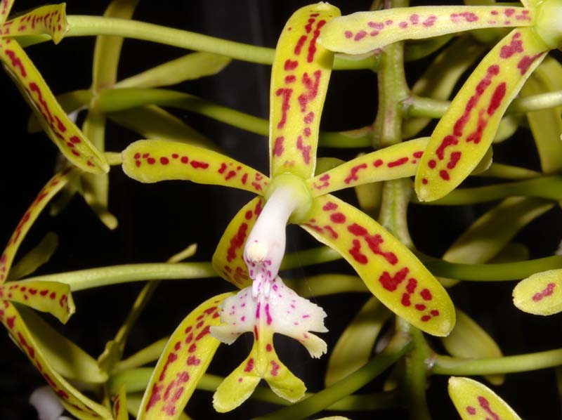 epidendrum_cristatum_ws_cd