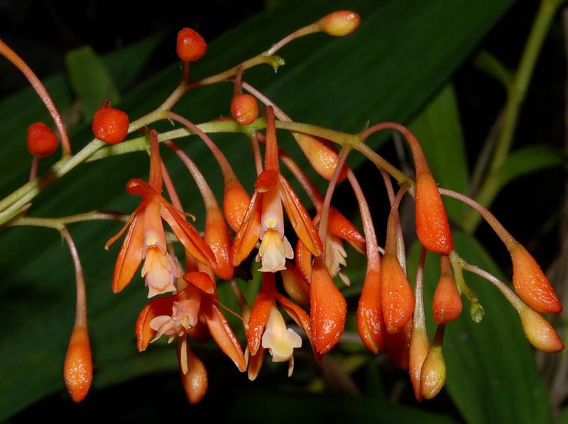 epidendrum_embreei2_ws_cd