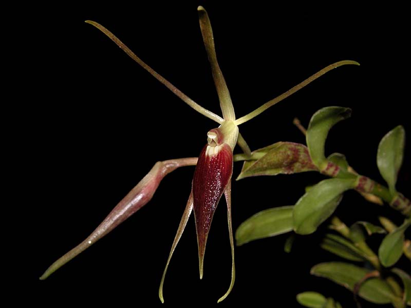 epidendrum_escobarianum_cd