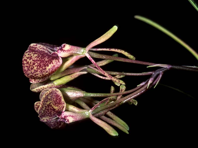 epidendrum_gomezii_au_cd