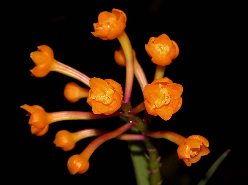 epidendrum_hemiscleria_cd