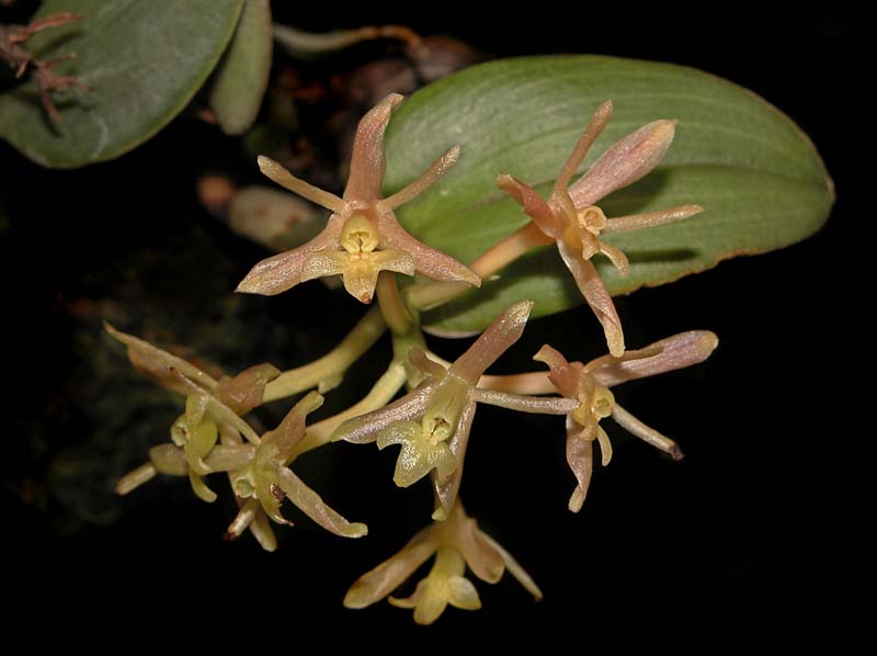 epidendrum_jajense_cd