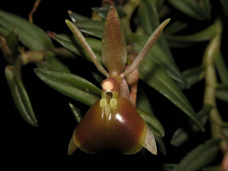 epidendrum_nanum_cd